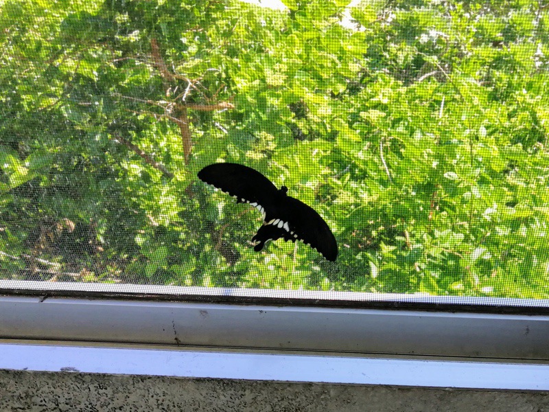 05蝶々.jpg 05蝶々