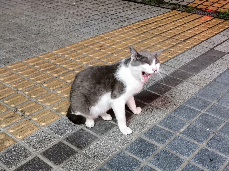 14猫.jpg 14猫