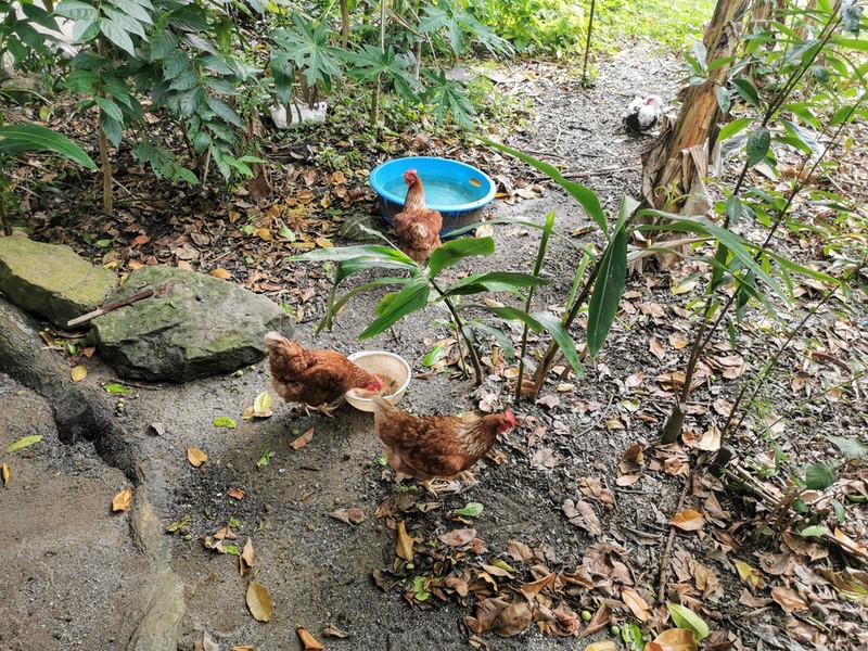 16ニワトリ.jpg 16ニワトリ