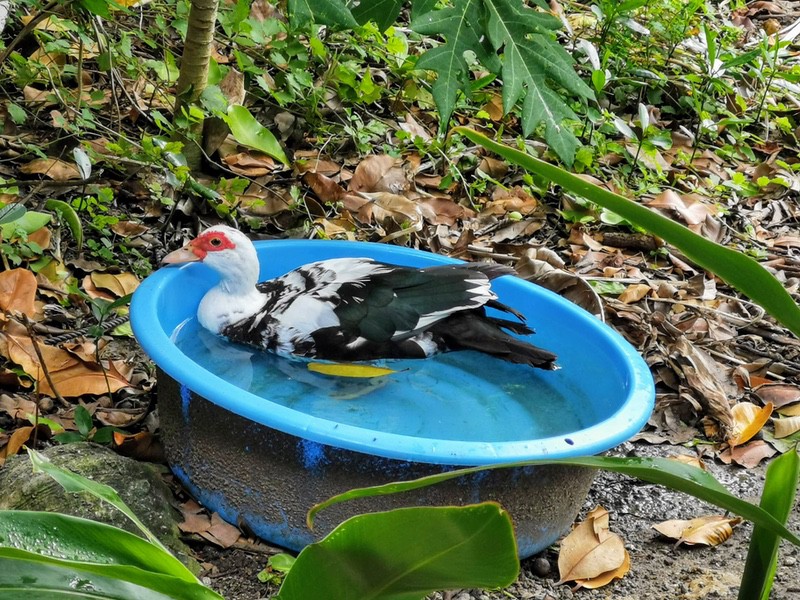 15ニワトリ.jpg 15ニワトリ