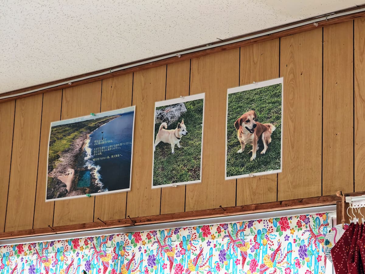 07大東犬.jpg 07大東犬